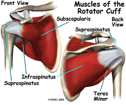 Muscles of the rotator cuff